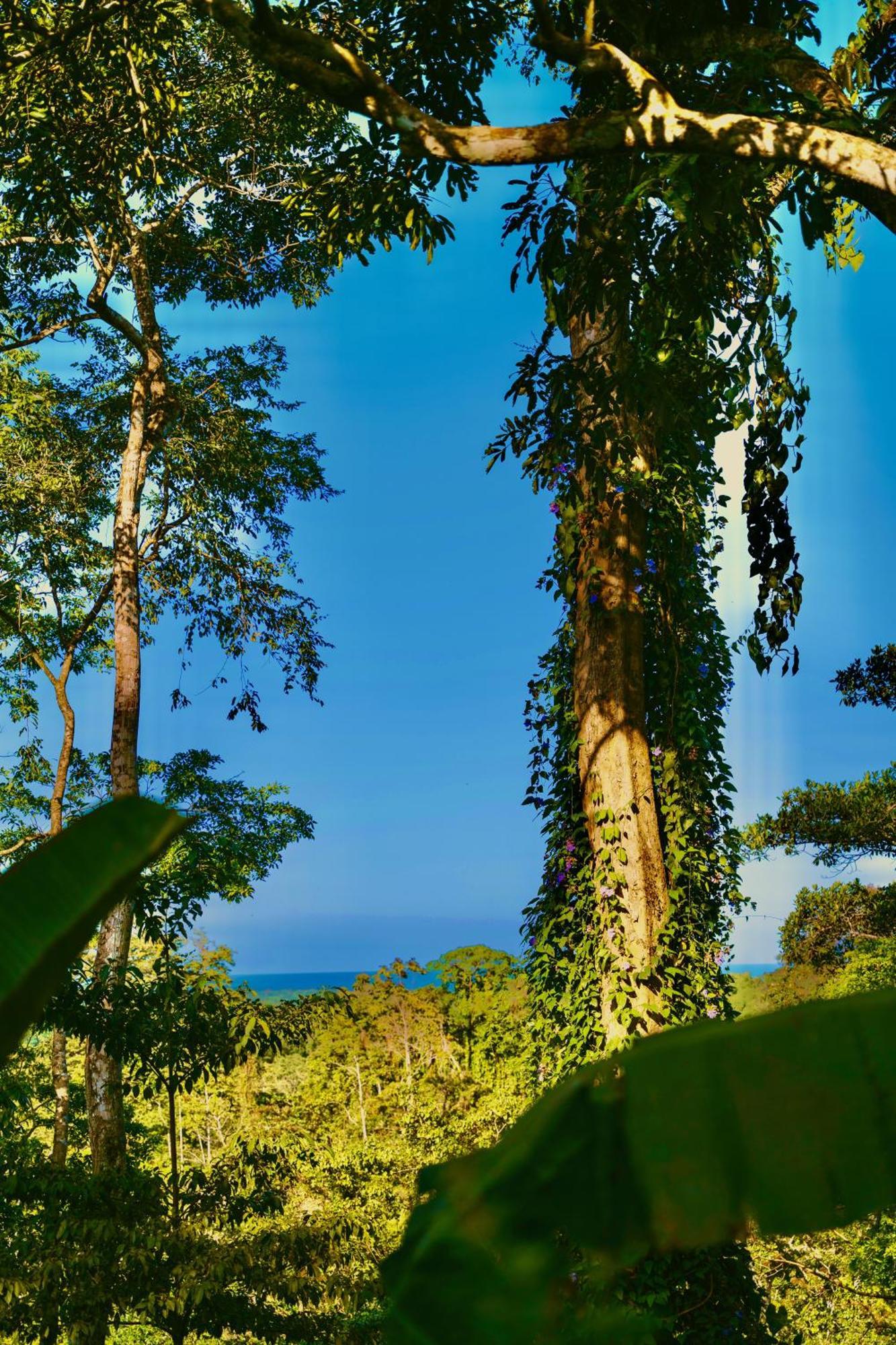 Jungle Spirit Treehouse Villa Cahuita Exterior foto