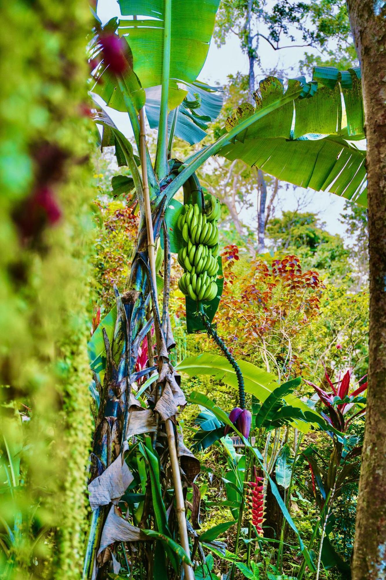Jungle Spirit Treehouse Villa Cahuita Exterior foto